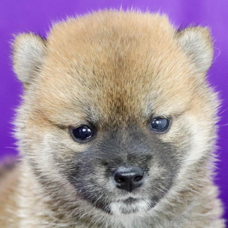 販売中の愛知県の柴犬-401939の4枚目